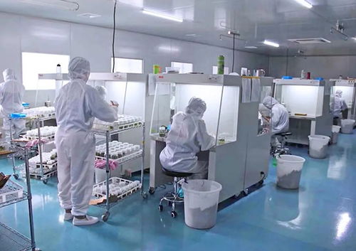 呼吸纯净，成长无界 KLc植物工厂用生物基材料为组培技术点亮绿色引擎